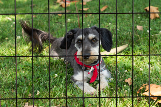 dog fence installation