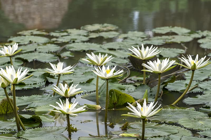 plants that grow in water