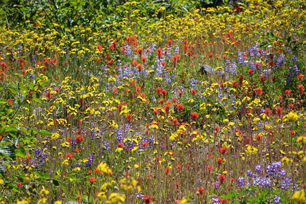 wildflower seeds